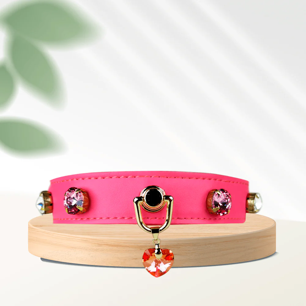 Elevate Your Pet's Style